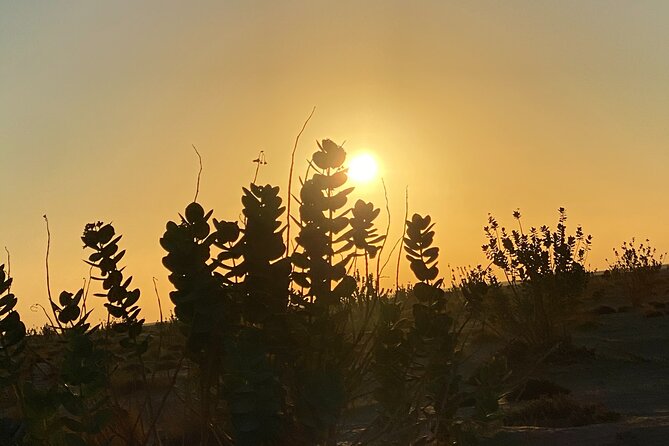 2-Day Overnight Desert Experience - Barbecue, campfire stories, and a night outdoors
