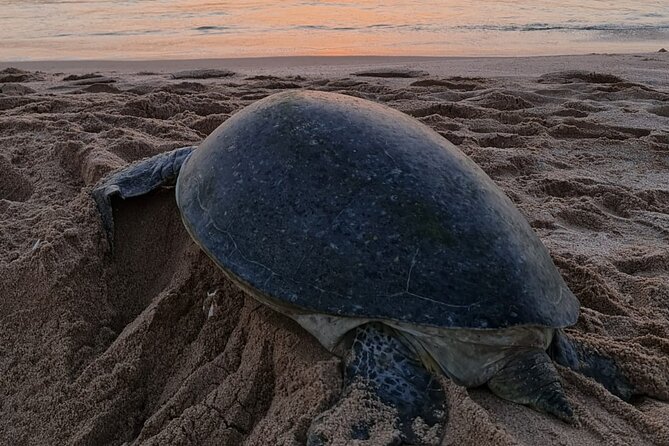 2-day Private Tour to Ras Al Hadd - Checking in near Ras Al Hadd before the turtle walk