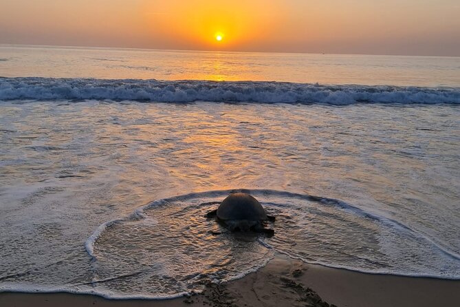 2-day Private Tour to Ras Al Hadd - What the $587.10 price means