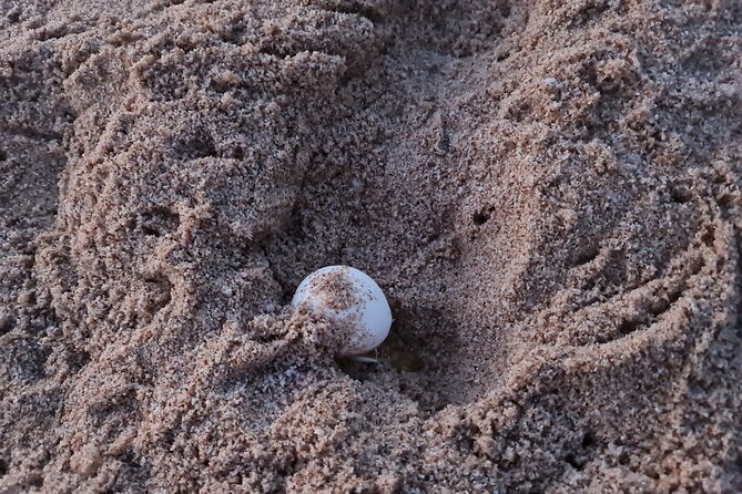 2-day Private Tour to Ras Al Hadd - Fins Beach and the white coastal sands