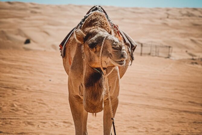 2-Day Private Wahiba Sands Desert Camping Tour from Muscat - Five hours at Wadi Bani Khalid