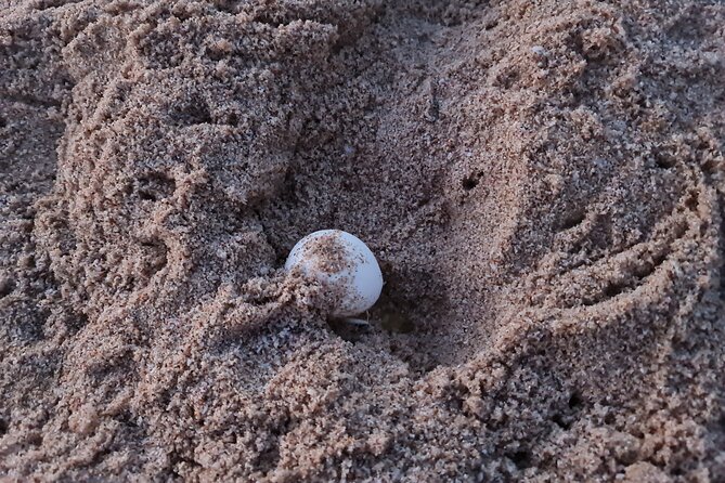 2-Days 1 Night Private Ras Al Hadd Tour - Bimmah Sinkhole brings an easy first stop