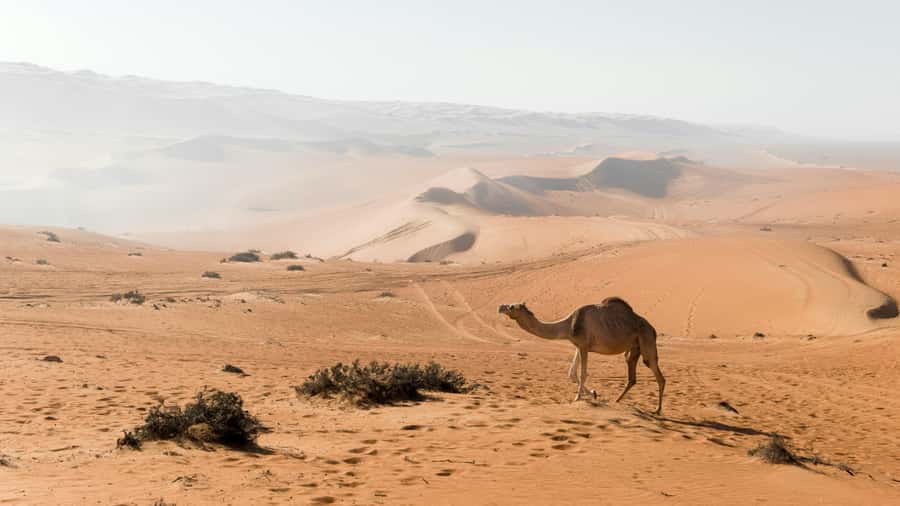 2 Days and 1 Night Private Wahiba Sands Desert with Wadi - Why the overnight stay changes Wahiba Sands