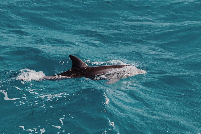 2 Hour Dolphin Watching Experience in Muscat - Weather, cancellations, and one practical warning