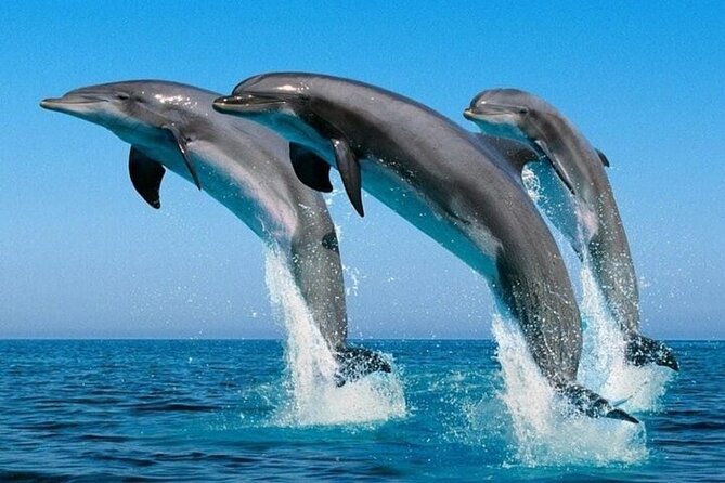 2 Hour Dolphin Watching Experience in Muscat - Meeting Muscat’s four possible dolphin species