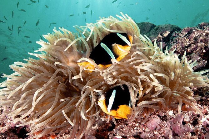 2 Hours Private Scuba Diving Activity in Qantab Beach - Meeting the PADI instructor and fitting the equipment