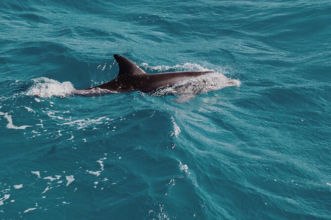 3-Hr Private Snorkeling and Dolphin Watching Tour at Muscat - Three Muscat sea experiences in one short trip