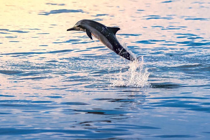 3-Hr Private Snorkeling and Dolphin Watching Tour at Muscat - What the private boat adds