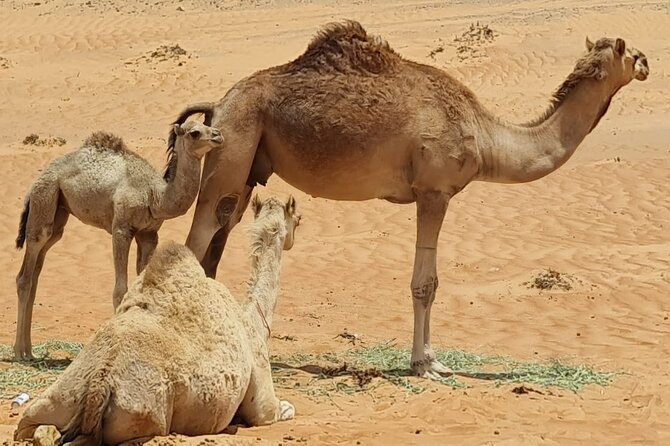 5-Days Private Oman Tour – Mountains, Deserts & Coastline - Jebel Akhdar changes the color and temperature