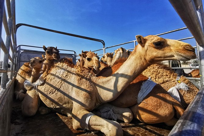 5 Hours of Salalah City Best | Private Tour - The Museum of the Frankincense Land