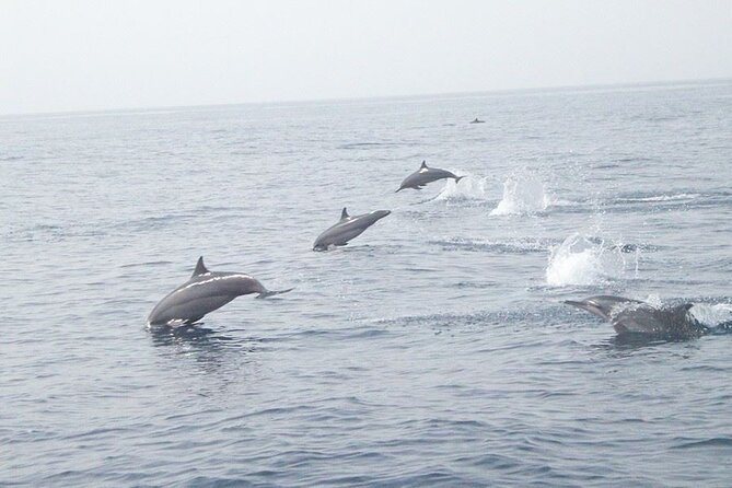 Amazing Dolphin Watching Tour In Muscat - Key points at a glance