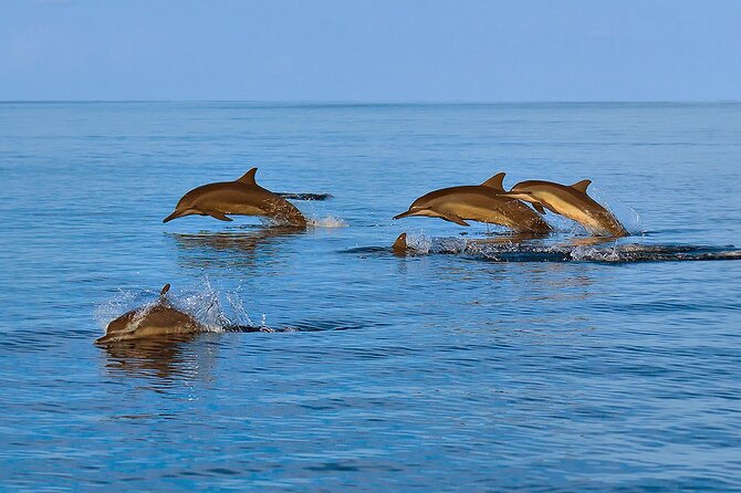 Amazing Dolphin Watching Tour In Muscat - Family appeal and limits