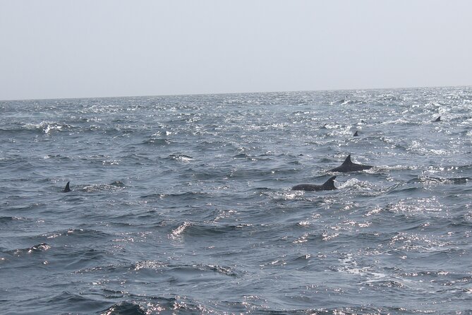 Amazing Dolphin Watching Tour In Muscat - Who will enjoy this Muscat tour most?
