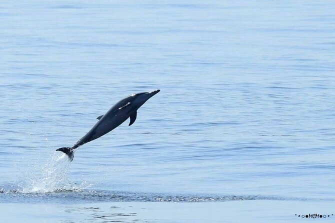 Amazing Dolphin Watching Tour In Muscat - Two hours in Muscat’s dolphin waters