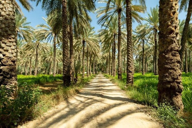 Amouage & Nizwa Full-Day Tour: Fort, Souq & Barakat Al Mouz - Birkat Al Mouz, palms, ruins, and quiet paths