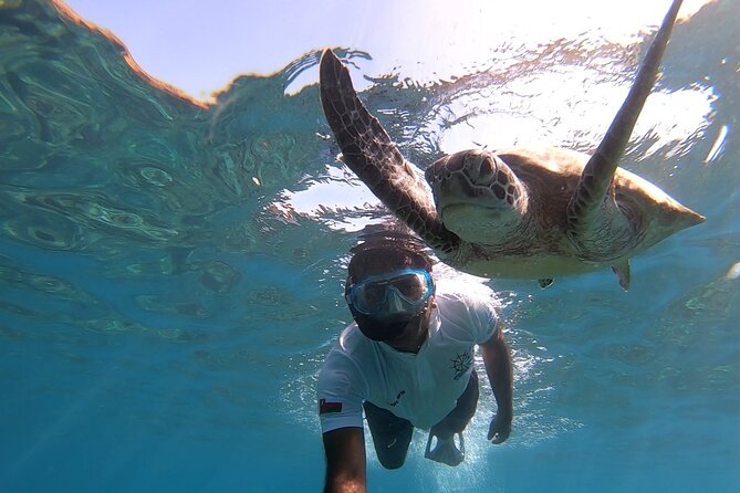Cruises to Daymaniyat & Snorkeling - Snorkeling with turtles, fish, and coral