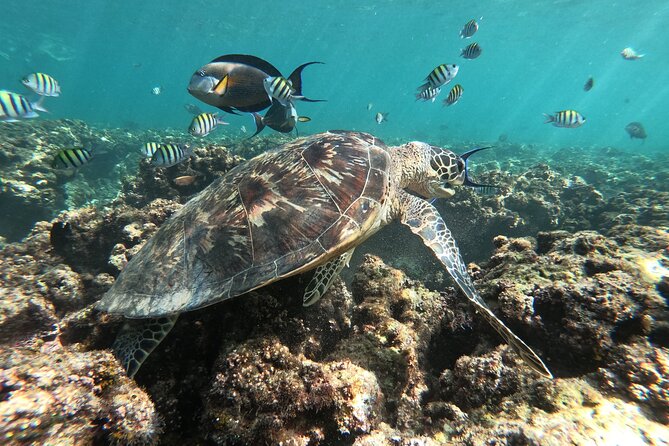 Cruises to Daymaniyat & Snorkeling - Wildlife is possible, not promised