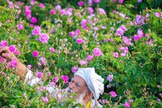 Damascus Roses - Discover the secrets of Al Jabal Al Akhdhar - Ancient fossils and the mountain setting