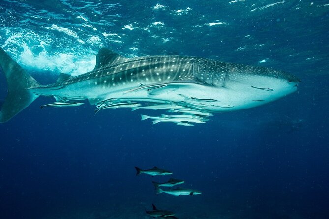 Daymaniyat island Natural Reserve and Dolphin Watching - The second snorkeling stop gives the day a second chance