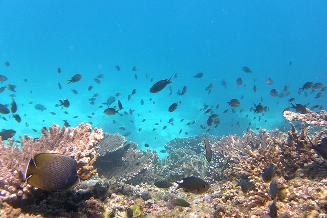 Daymaniyat island Natural Reserve and Dolphin Watching - Returning to Muscat along the coast