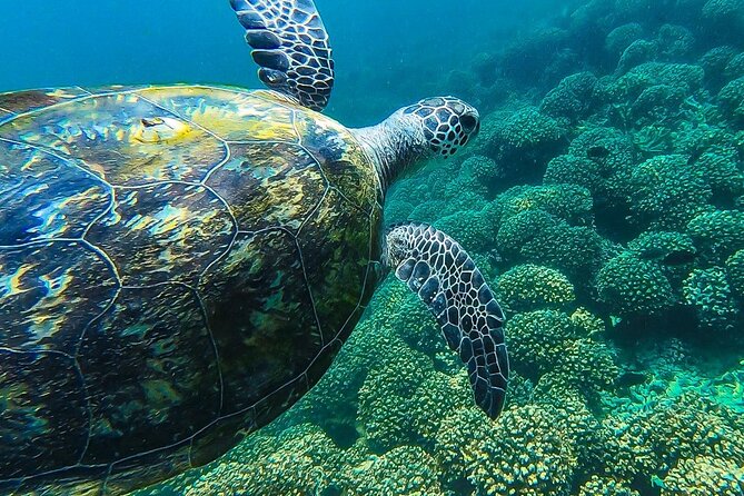 Daymaniyat island Natural Reserve and Dolphin Watching - Is $125 a fair price?
