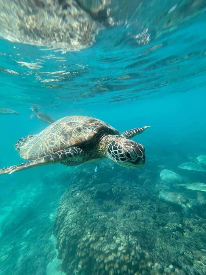 Daymaniyat Island: Snorkelling Tour with Tasty Lunch - Key points to know before booking