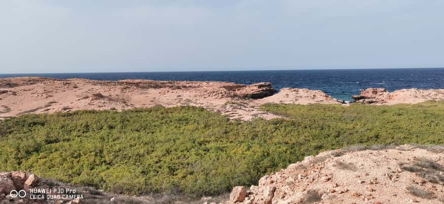 Daymaniyat Island: Snorkelling Tour with Tasty Lunch - Marine life you might see
