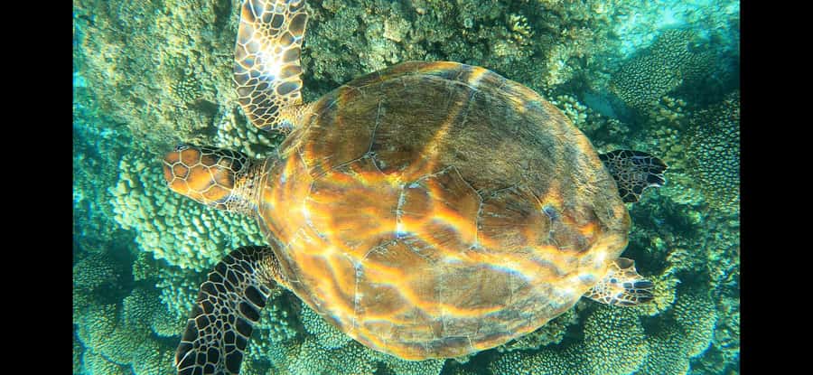 Daymaniyat Island: Snorkelling Tour with Tasty Lunch - The guide team and level of support