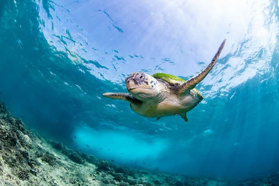 Daymaniyat Island: Snorkelling Tour with Tasty Lunch - Meeting at Seeb Marina at 8:15 a.m.