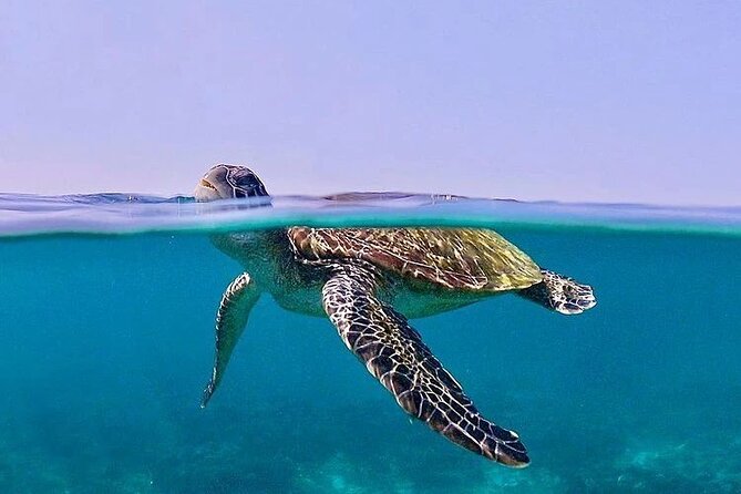 Daymaniyat Islands Snorkeling Half-Day Tour - Is $200 a fair price?
