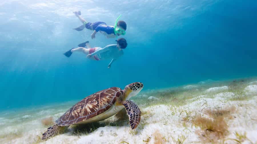 Daymaniyat Islands Snorkeling Small Group Turtles - Key points to know before you book