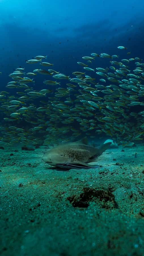 Daymaniyat Islands Snorkeling Small Group Turtles - Who should book this Oman snorkeling trip?