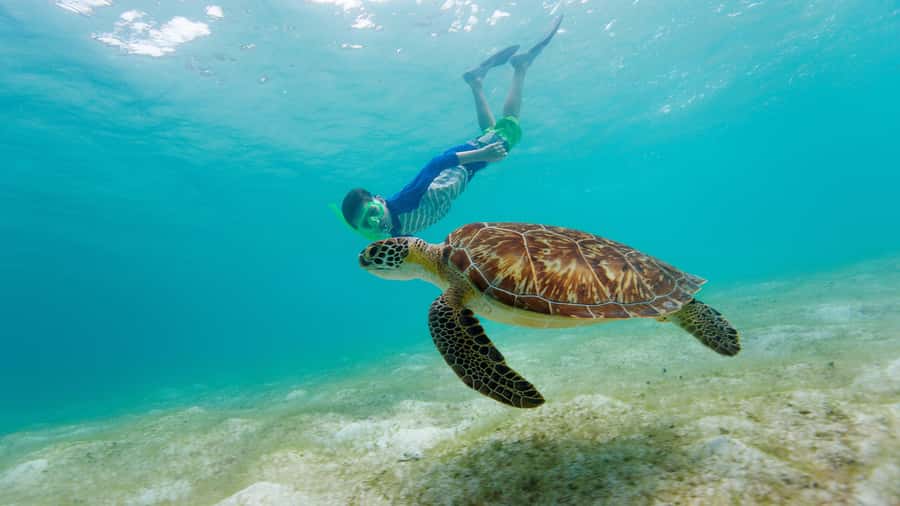 Daymaniyat Islands Snorkeling Small Group Turtles - The 10-minute safety briefing