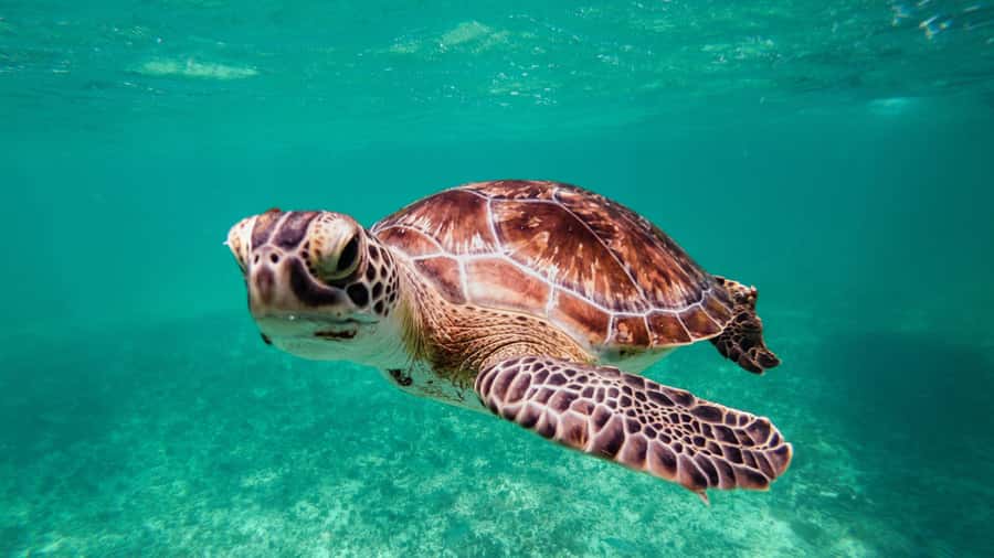 Daymaniyat Islands Snorkeling Small Group Turtles - What the turtle encounters are really like