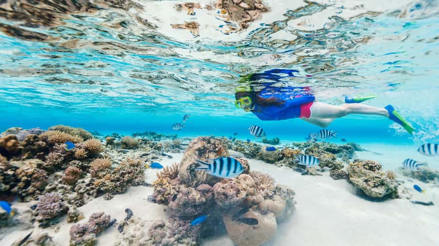 Daymaniyat Islands Snorkeling Small Group Turtles - Is $104 good value?