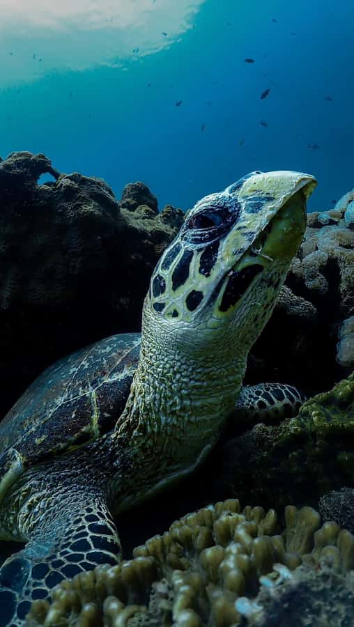 Daymaniyat Islands Snorkeling Small Group Turtles - Guides, languages, and the human side of the trip