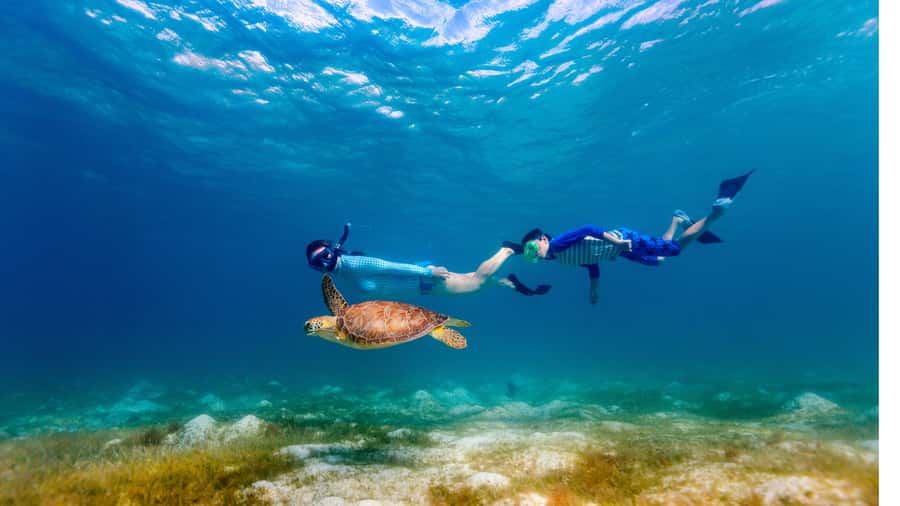Daymaniyat Islands Snorkeling Small Group Turtles - From Seeb Port to the islands
