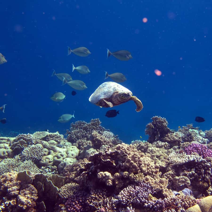Daymaniyat Islands Snorkeling with Picnic Lunch - Key points to know before booking