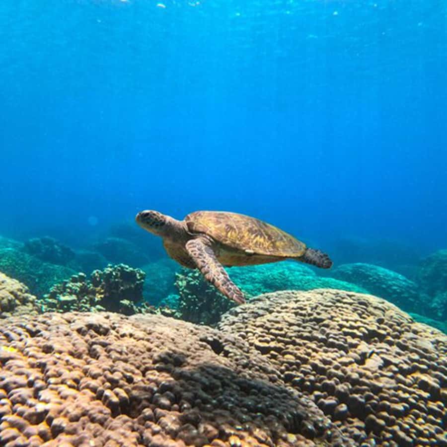 Daymaniyat Islands Snorkeling with Picnic Lunch - Why the Daymaniyat Islands are worth your time