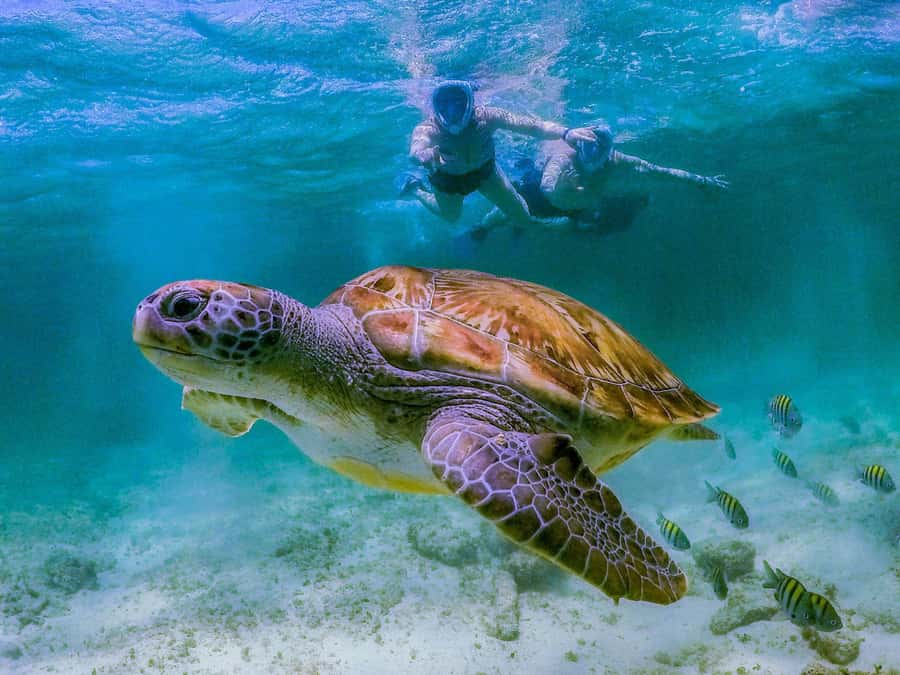 Daymaniyat Islands Snorkeling with Picnic Lunch - From Al Mouj Marina to open Gulf waters
