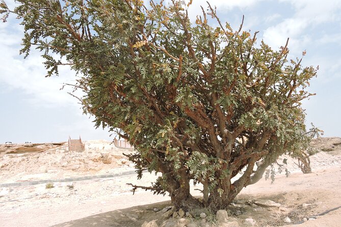 Desert Safari in Empty Quarter with Dune Bashing - Ubar, the desert city swallowed by sand