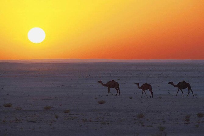 Desert Safari in Empty Quarter with Dune Bashing - Who will get the most from this Salalah excursion?
