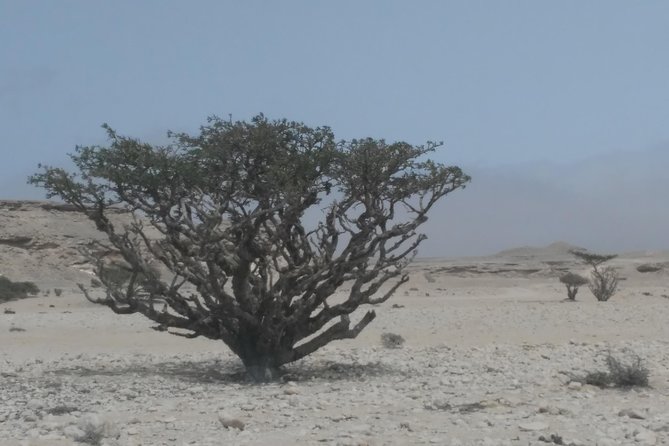 Desert Safari in the Rub al Khali - Does the $512.83 group price make sense?