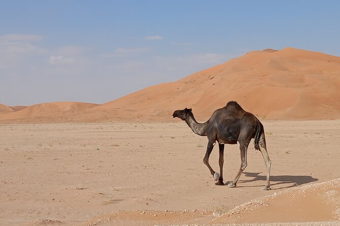 Desert Sunset Tour VisitSalalah - The guide makes the difference