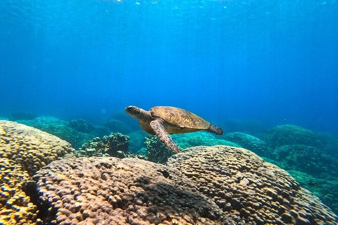 Dimaniyat Island Tour with Snorkeling - Is $86 a fair price?