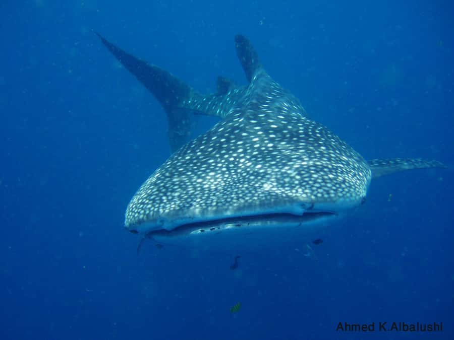 Dimaniyat Islands Scuba Diving Trip - Key points to know before you book