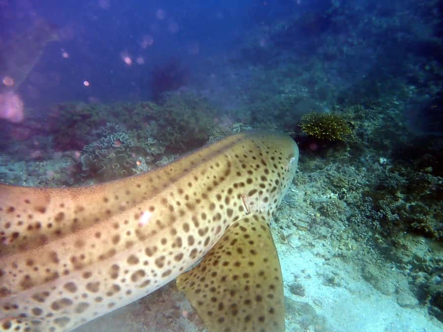 Dimaniyat Islands Scuba Diving Trip - Preparing for the first one-hour session