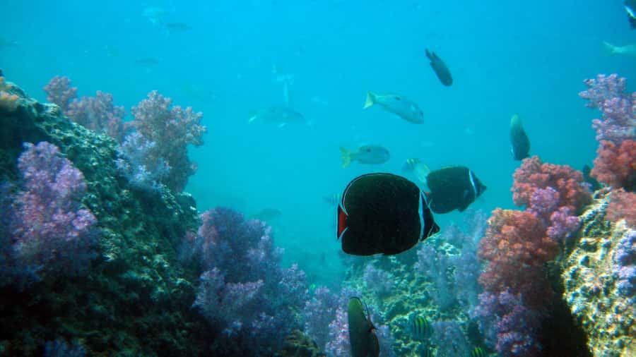 Dimaniyat Islands Scuba Diving Trip - The ride back and possible whale shark sightings