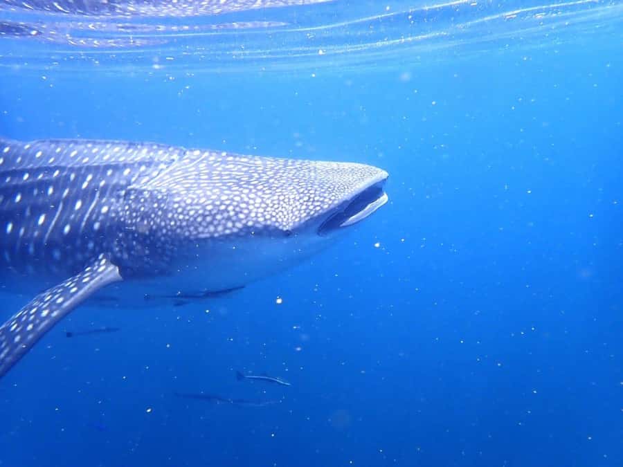 Dimaniyat Islands Scuba Diving Trip - What the $165 price really covers