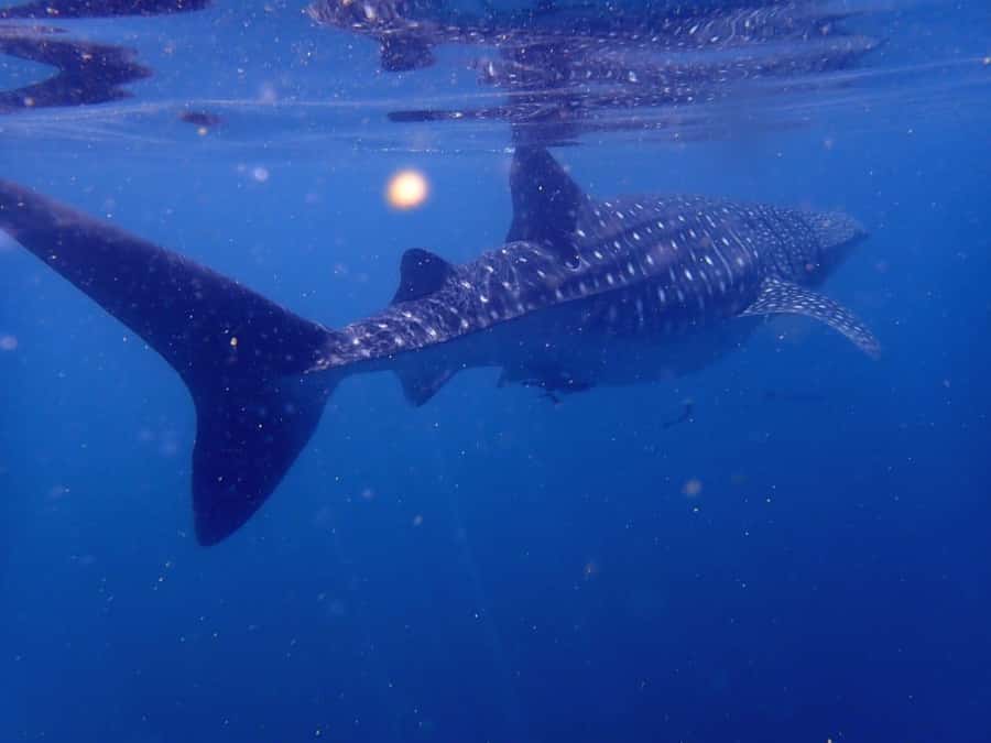 Dimaniyat Islands Scuba Diving Trip - The crew, communication, and practical support